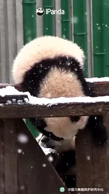 吃瓜小熊t,揭秘娱乐圈那些不为人知的幕后故事