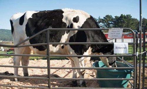 网红大乳牛,揭秘网络红人的崛起之路