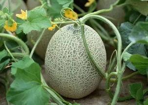 网红覃思阳的瓜,瓜中窥见的人生百态