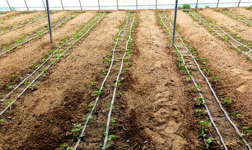 鲁山县吃瓜,品味田园风光